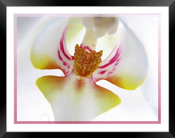 Orchid Center Framed Mounted Print by Chris Owen