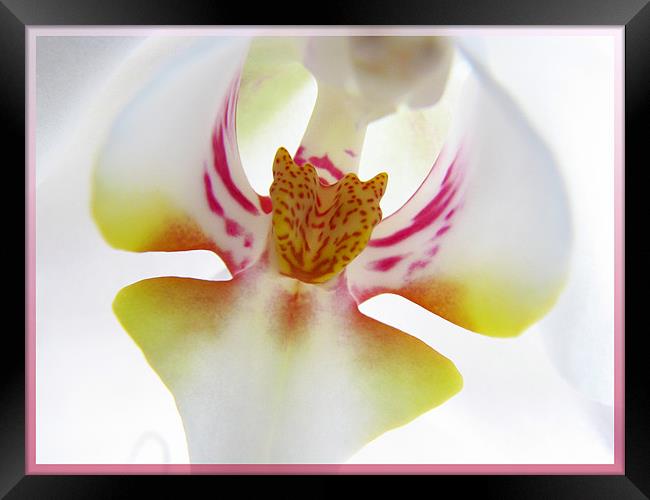 Orchid Center Framed Print by Chris Owen