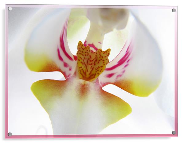 Orchid Center Acrylic by Chris Owen