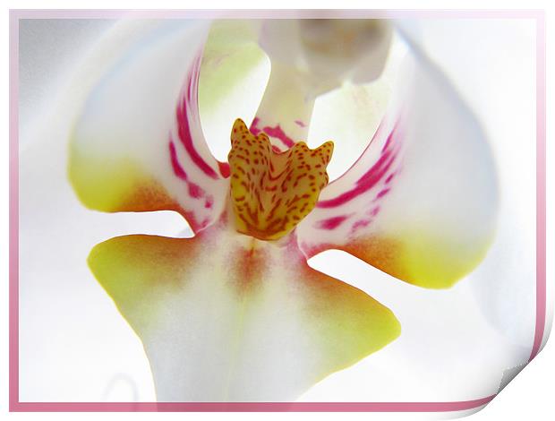 Orchid Center Print by Chris Owen