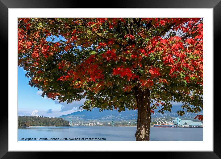 Maple tree, Vancouver BC Framed Mounted Print by Brenda Belcher