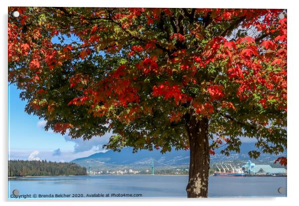 Maple tree, Vancouver BC Acrylic by Brenda Belcher