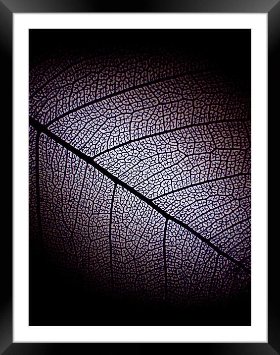 dark leaf Framed Mounted Print by Heather Newton