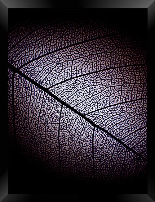 dark leaf Framed Print by Heather Newton