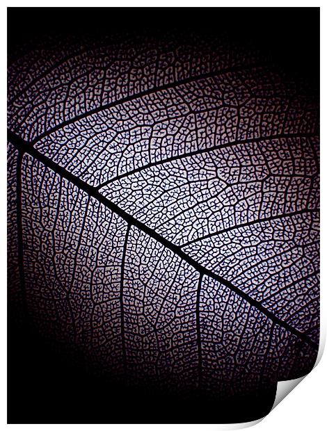 dark leaf Print by Heather Newton