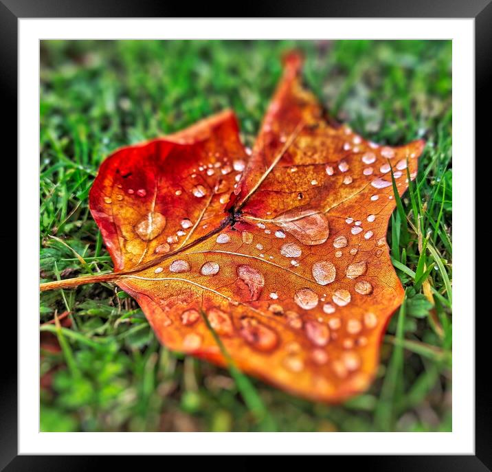 Autumnal Leaf and Water Drop Framed Mounted Print by Scott Anderson