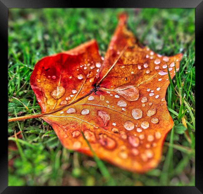 Autumnal Leaf and Water Drop Framed Print by Scott Anderson