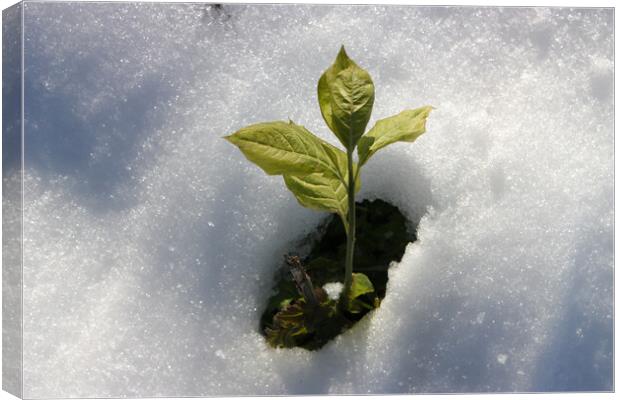 Green Plant from Snow Canvas Print by Mikhail Pogosov