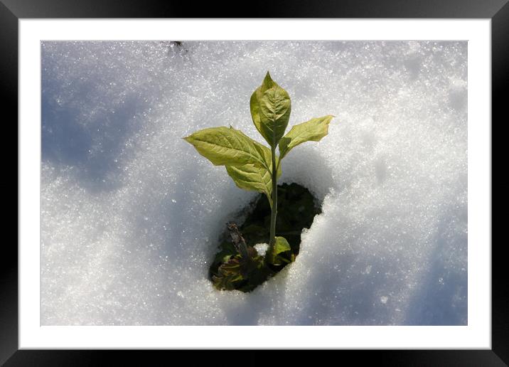 Green Plant from Snow Framed Mounted Print by Mikhail Pogosov