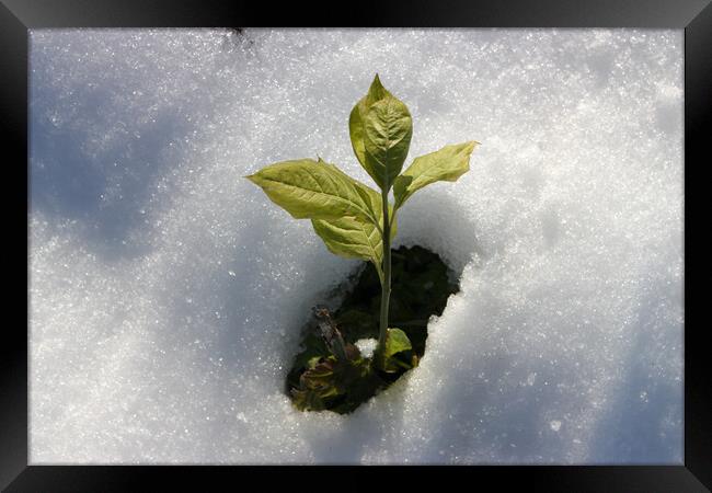 Green Plant from Snow Framed Print by Mikhail Pogosov