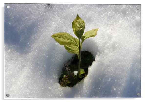 Green Plant from Snow Acrylic by Mikhail Pogosov