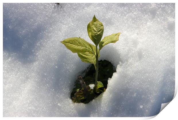 Green Plant from Snow Print by Mikhail Pogosov