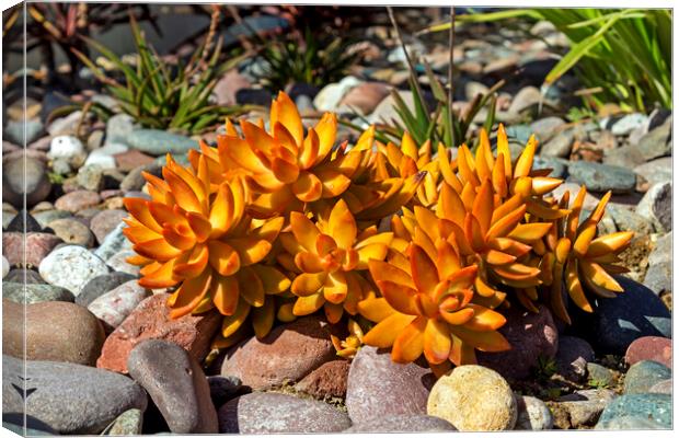 Beautiful plant closeup. Canvas Print by Mikhail Pogosov