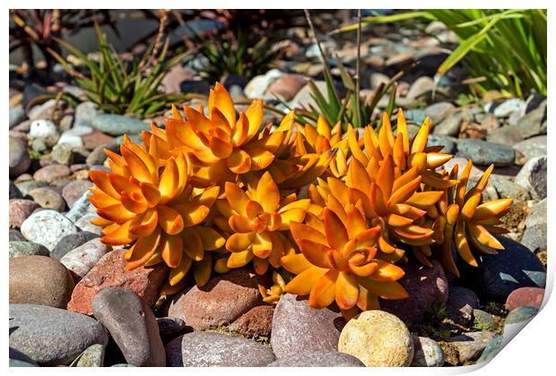 Beautiful plant closeup. Print by Mikhail Pogosov