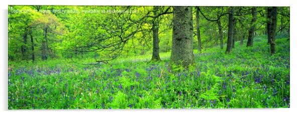 Bluebell Woods Panorama Acrylic by Navin Mistry