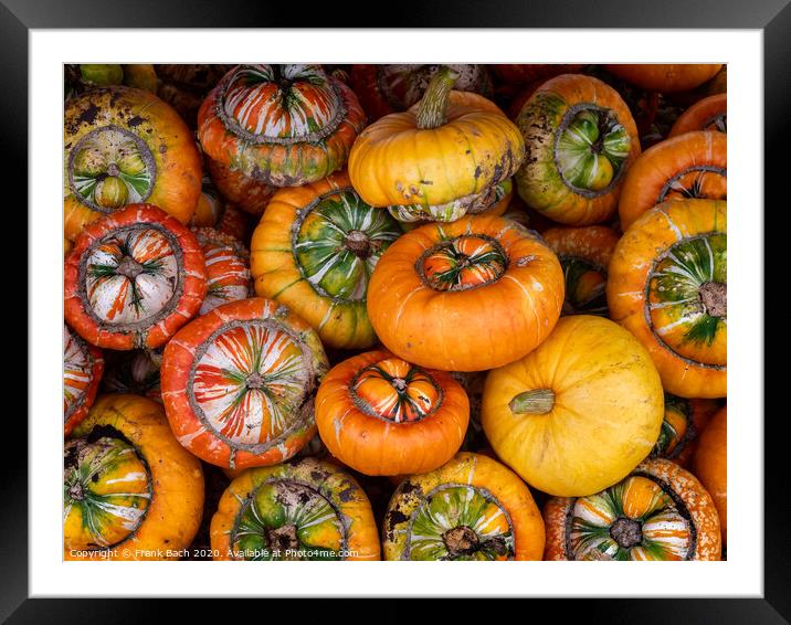 Fresh harvested pumpkins ready for sale Framed Mounted Print by Frank Bach
