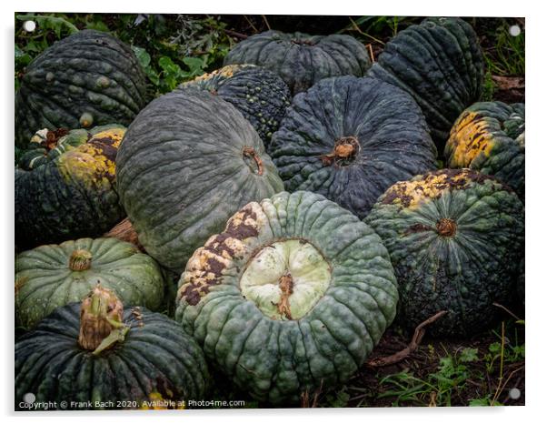 Fresh harvested pumpkins ready for sale Acrylic by Frank Bach