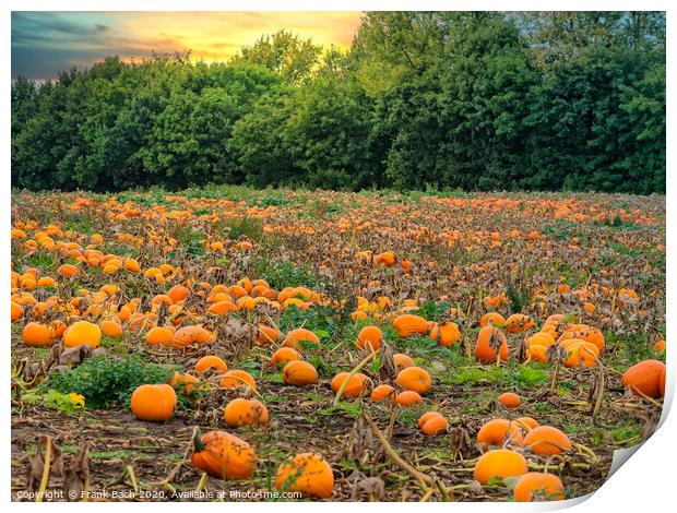 Fresh harvested pumpkins ready for sale Print by Frank Bach