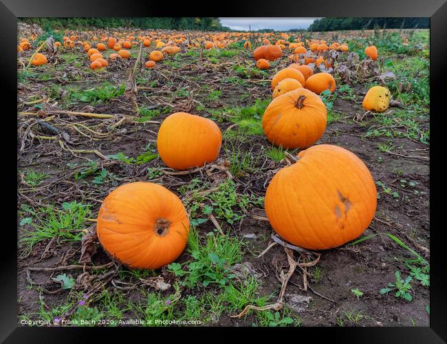 Fresh harvested pumpkins ready for sale Framed Print by Frank Bach