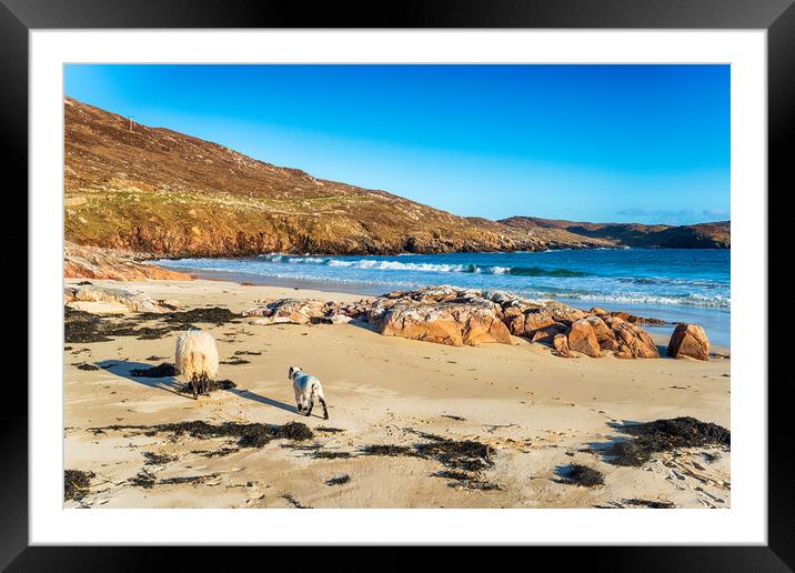 Sheep on the sandy beach at Hushinish Framed Mounted Print by Helen Hotson