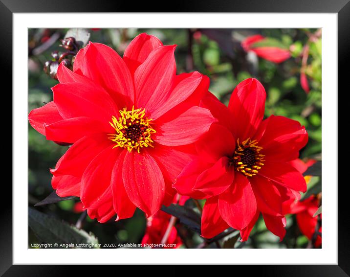 Two Red Dahlias Framed Mounted Print by Angela Cottingham