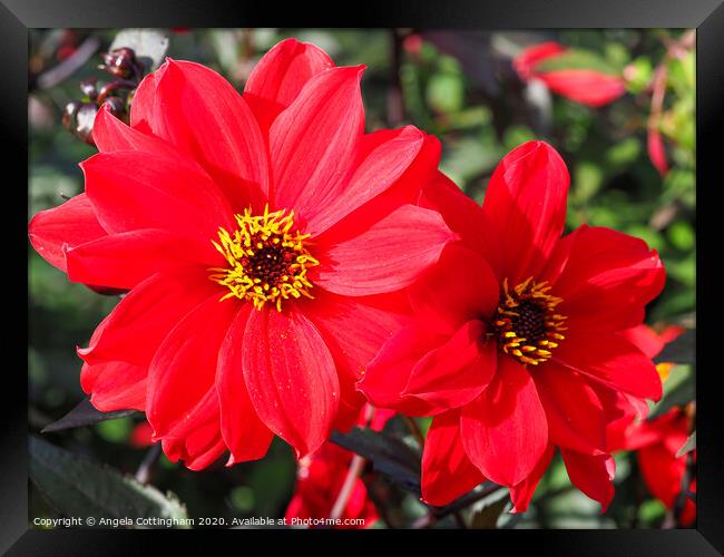 Two Red Dahlias Framed Print by Angela Cottingham