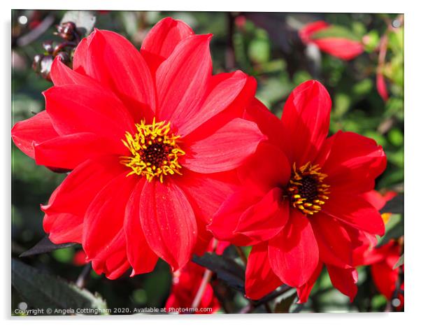 Two Red Dahlias Acrylic by Angela Cottingham