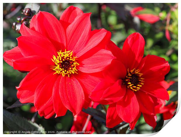 Two Red Dahlias Print by Angela Cottingham