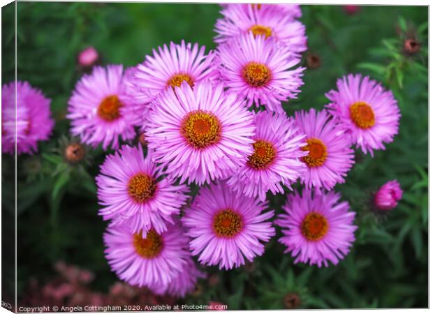Pink Asters Canvas Print by Angela Cottingham