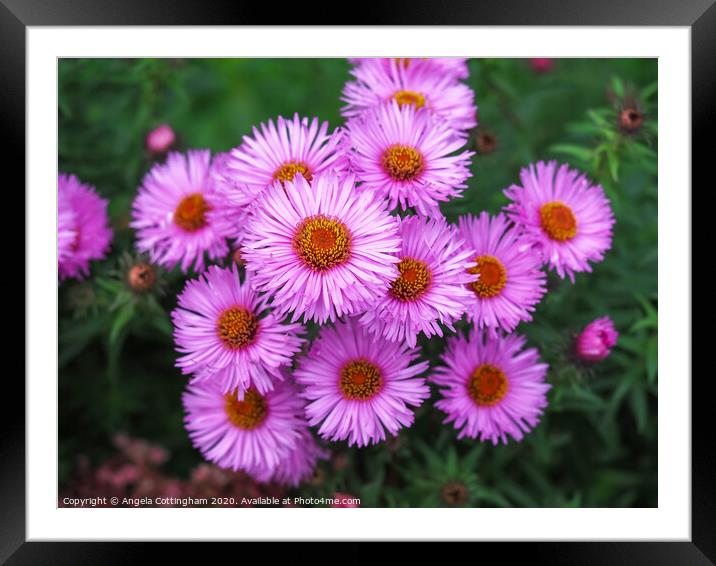 Pink Asters Framed Mounted Print by Angela Cottingham