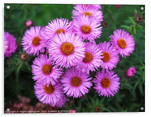 Pink Asters Acrylic by Angela Cottingham