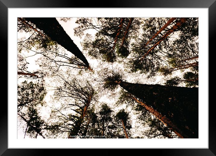 Inspiring image of tall trees seen from below with the sky in the background. Framed Mounted Print by Joaquin Corbalan