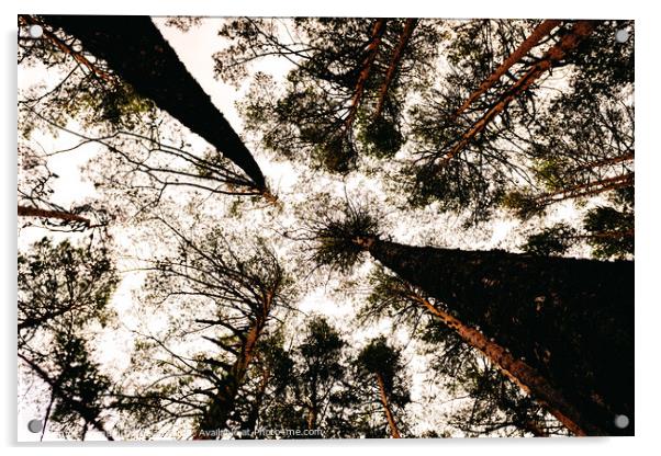 Inspiring image of tall trees seen from below with the sky in the background. Acrylic by Joaquin Corbalan