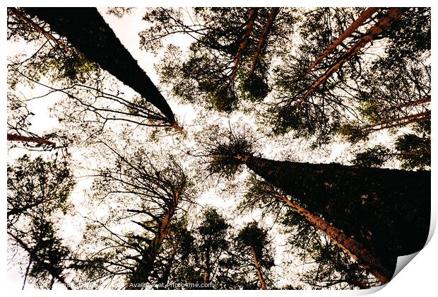 Inspiring image of tall trees seen from below with the sky in the background. Print by Joaquin Corbalan