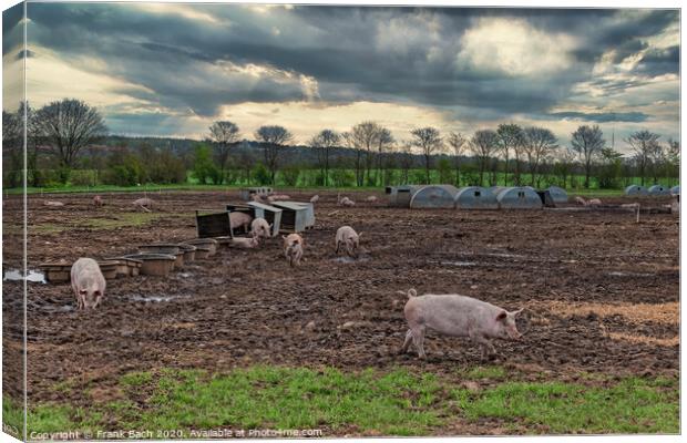 Pig farm free range landscape, Denmark Canvas Print by Frank Bach