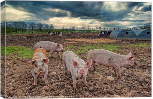 Pig farm free range landscape, Denmark Canvas Print by Frank Bach