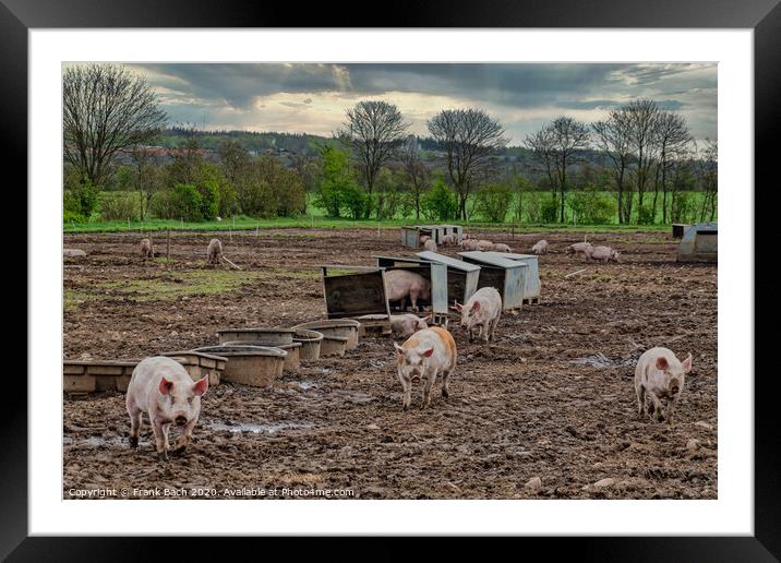 Pig farm free range landscape, Denmark Framed Mounted Print by Frank Bach