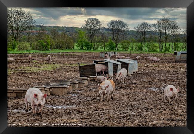 Pig farm free range landscape, Denmark Framed Print by Frank Bach