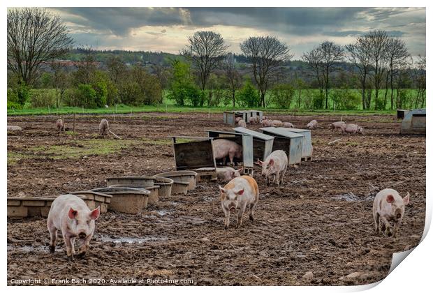 Pig farm free range landscape, Denmark Print by Frank Bach