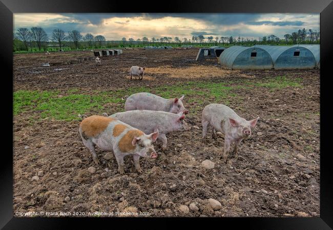 Pig farm free range landscape, Denmark Framed Print by Frank Bach