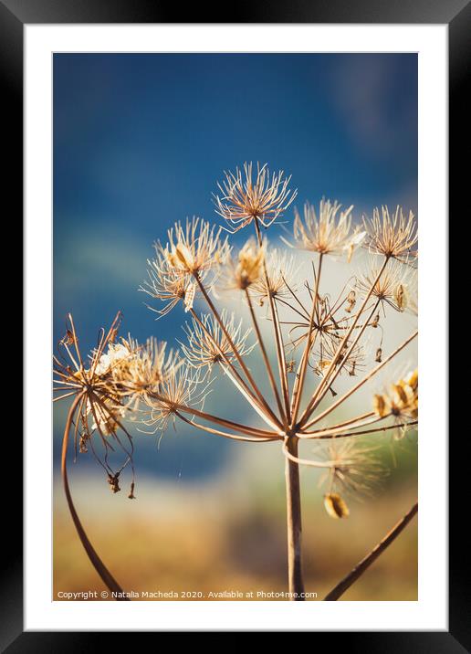 Wild dry dill with cyme inflorescence Framed Mounted Print by Natalia Macheda