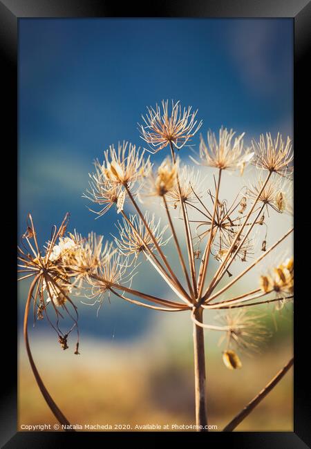 Wild dry dill with cyme inflorescence Framed Print by Natalia Macheda