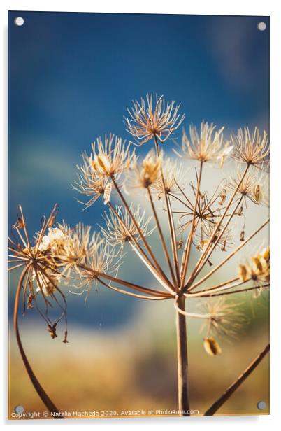 Wild dry dill with cyme inflorescence Acrylic by Natalia Macheda