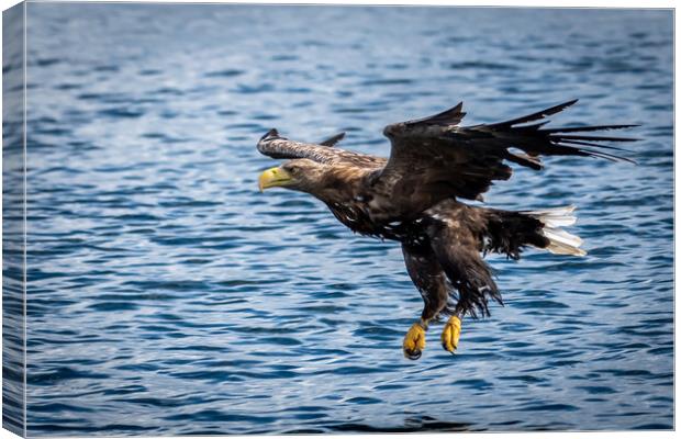 A White Tailed Sea Eagle Canvas Print by Phil Reay