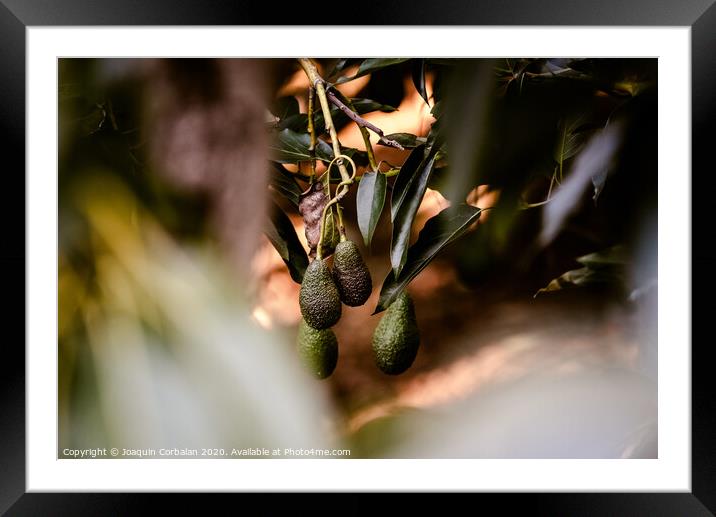 Green fruits of the avocado tree hanging from the branches, dark background. Framed Mounted Print by Joaquin Corbalan