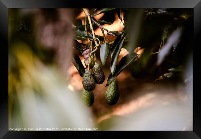 Green fruits of the avocado tree hanging from the branches, dark background. Framed Print by Joaquin Corbalan