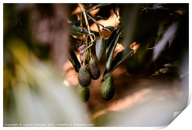 Green fruits of the avocado tree hanging from the branches, dark background. Print by Joaquin Corbalan