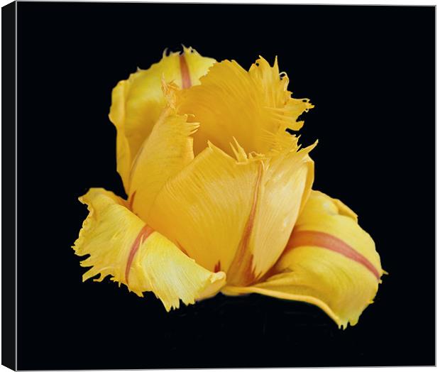 Feathery Tulip Canvas Print by Karen Martin