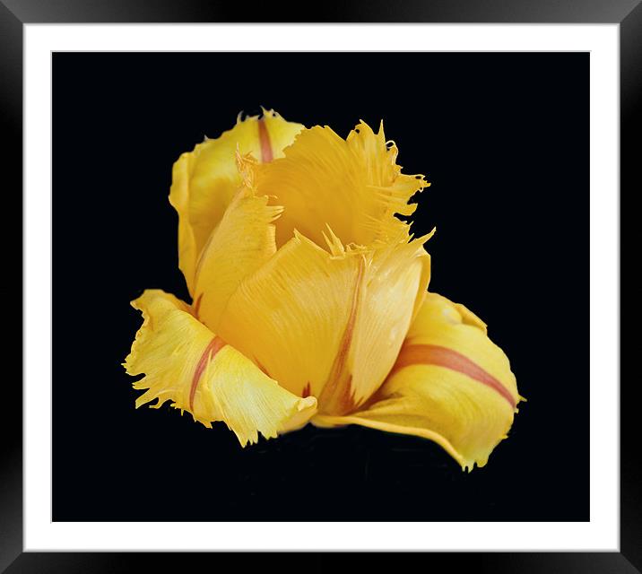 Feathery Tulip Framed Mounted Print by Karen Martin