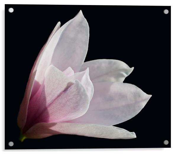 Magnolia Acrylic by Karen Martin